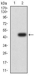 WB - Mouse Monoclonal Antibody to AKT1 AO2331a